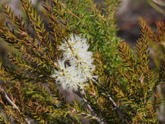 Melaleuca preissiana