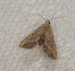 Araeopteron canescens