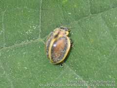 Epilachna clandestina
