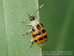 Diabrotica limitata