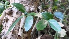 Tetrastigma formosanum