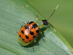 Diabrotica limitata