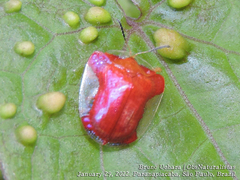 Charidotella rubicunda