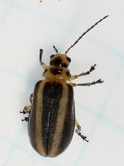 Derospidea brevicollis