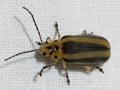 Derospidea brevicollis