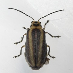 Derospidea brevicollis