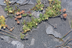 Berberis empetrifolia
