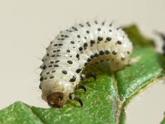 Derospidea brevicollis