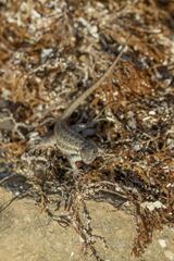 Sceloporus cozumelae