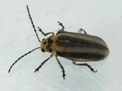 Derospidea brevicollis