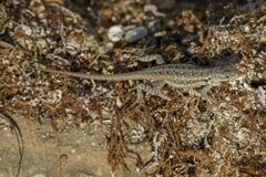 Sceloporus cozumelae