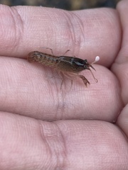 Creaserinus hedgpethi