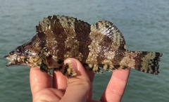 Oxylebius pictus