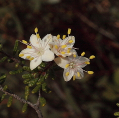 Phebalium microphyllum