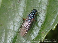 Raphiocera