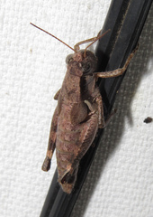 Melanoplus rusticus