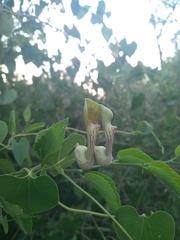 Aristolochia argentina