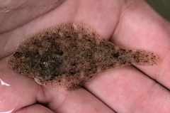 Citharichthys stigmaeus