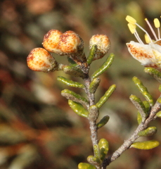 Phebalium microphyllum