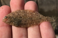 Citharichthys stigmaeus