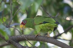 Amazona xantholora