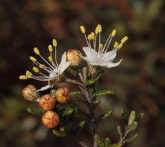 Phebalium microphyllum