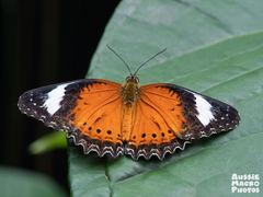 Cethosia penthesilea