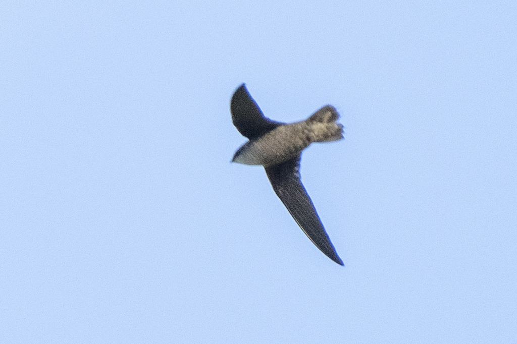 Vaux's Swift (Yucatan)