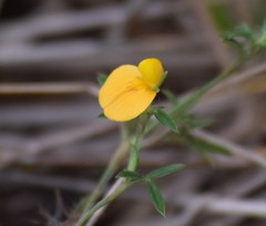 Stylosanthes biflora