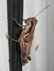 Melanoplus rusticus