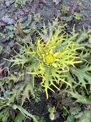 Sanicula arctopoides