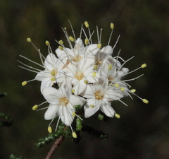 Phebalium tuberculosum
