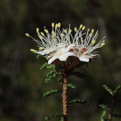 Phebalium tuberculosum
