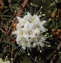 Phebalium tuberculosum