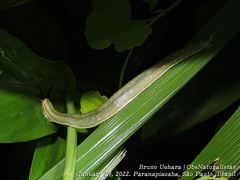 Vaginulus taunaisii
