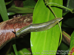 Vaginulus taunaisii