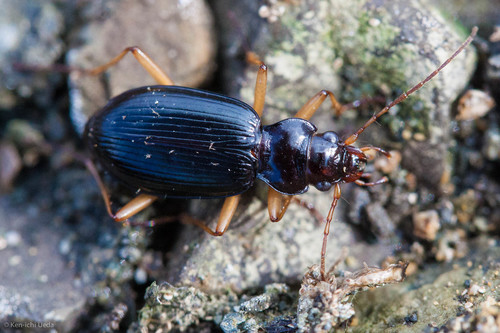 Nebria eschscholtzii photo 2