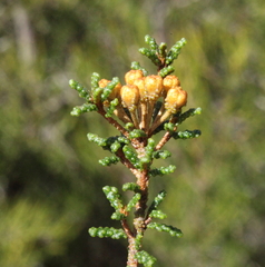 Phebalium tuberculosum