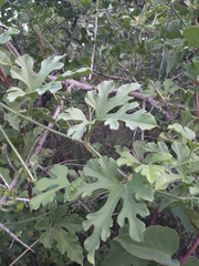 Cucurbitella asperata