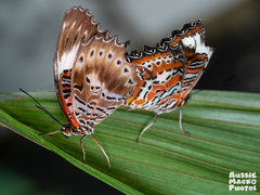 Cethosia cydippe