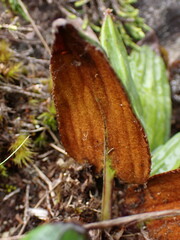 Celmisia cordatifolia
