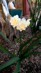 Narcissus tazetta