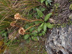 Celmisia cordatifolia