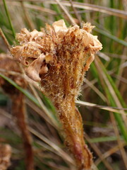Celmisia cordatifolia