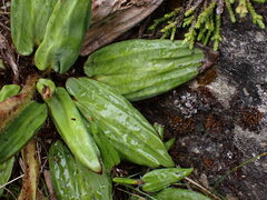 Celmisia cordatifolia