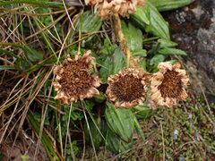 Celmisia cordatifolia