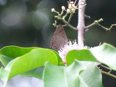 Deudorix epijarbas