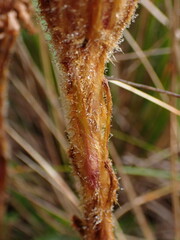 Celmisia cordatifolia