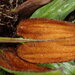 Celmisia cordatifolia cordatifolia - Photo 由 Jane Gosden 所上傳的 (c) Jane Gosden，保留部份權利CC BY-NC-SA