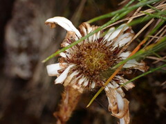 Celmisia cordatifolia